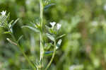 Corn gromwell